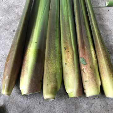 浙江德清下半年优质茭白，有早茭，晚茭，红壳