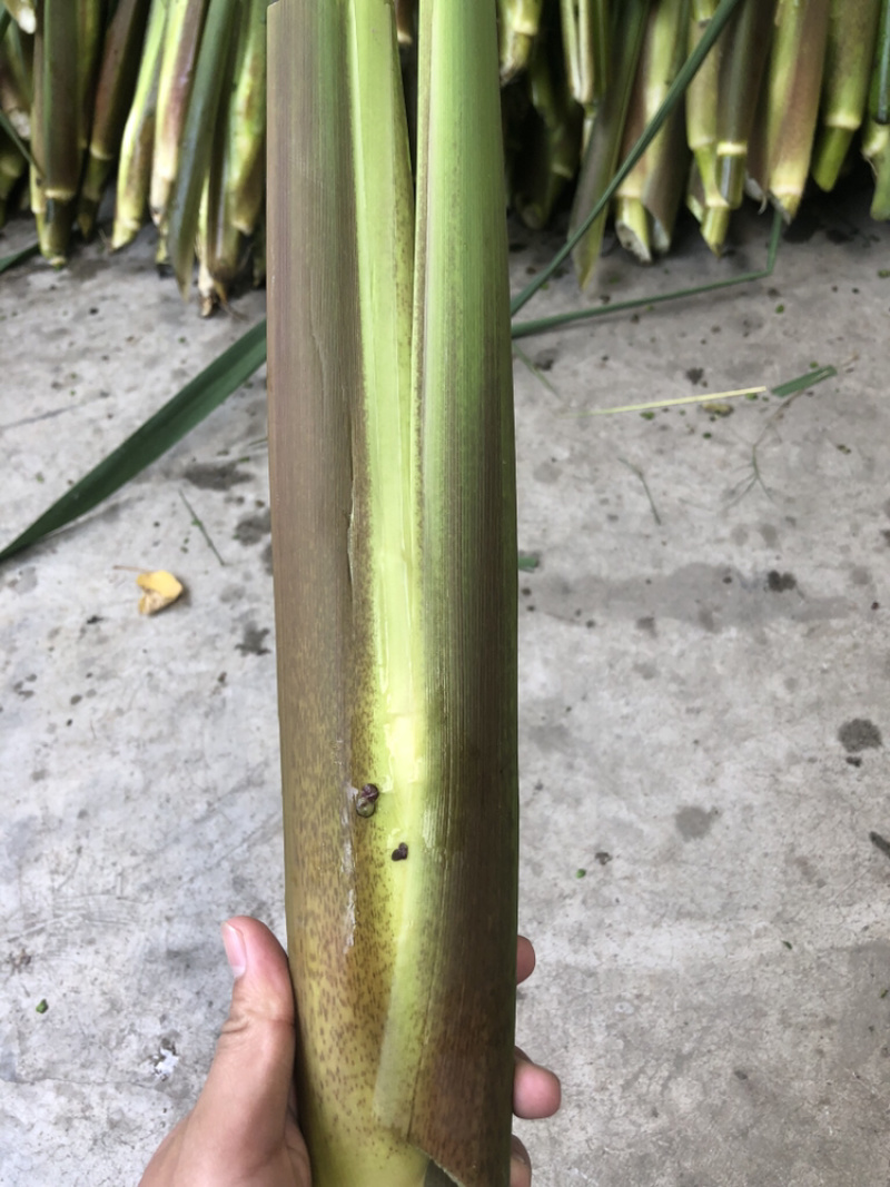 浙江德清下半年优质茭白，有早茭，晚茭，红壳