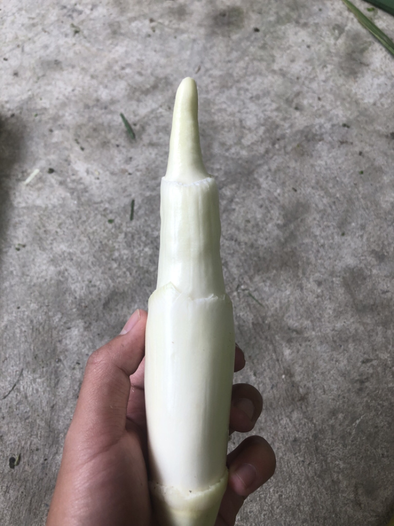 浙江德清下半年优质茭白，有早茭，晚茭，红壳