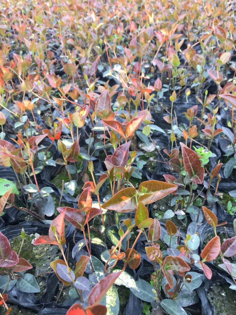 四川成都温江基地金叶络石，质量保证，工程货