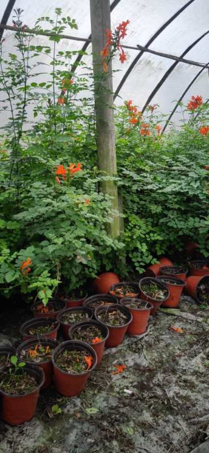 凌霄四季常绿有花漂亮