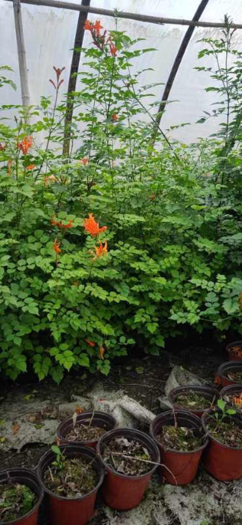 凌霄四季常绿有花漂亮