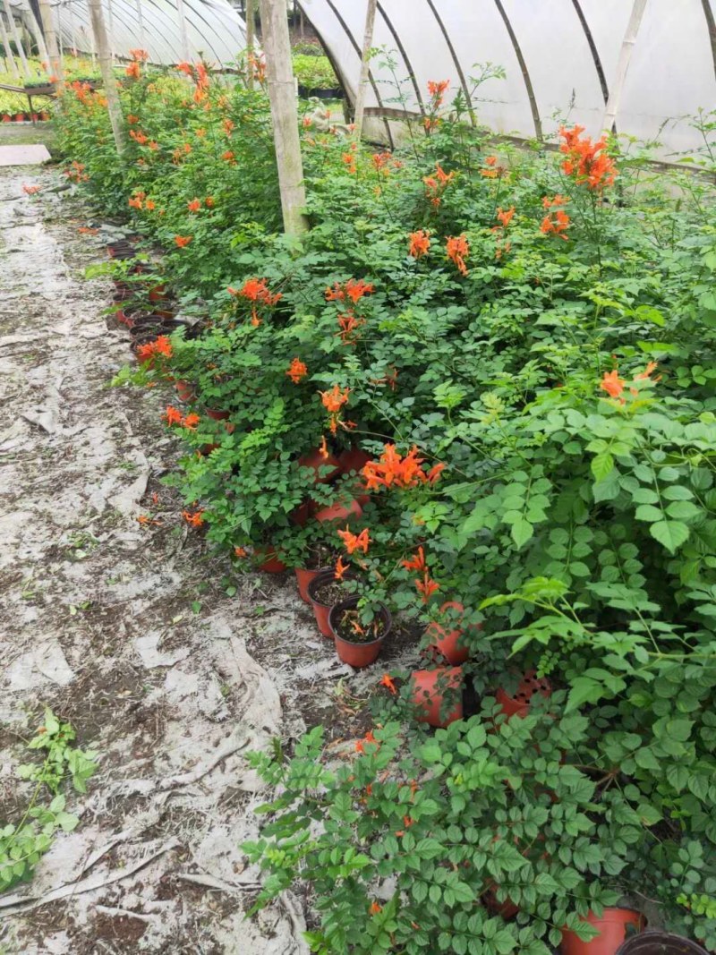 凌霄四季常绿有花漂亮