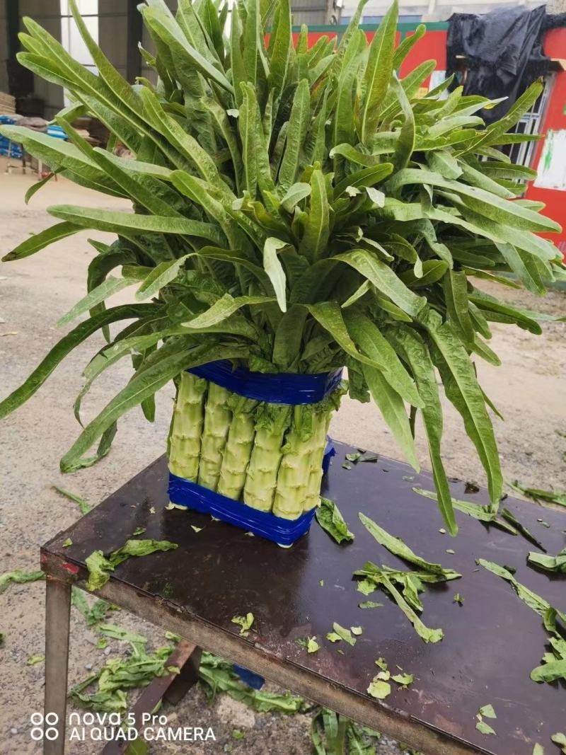 【产地直发】三青皮红叶莴笋精品红尖叶莴量大质量好