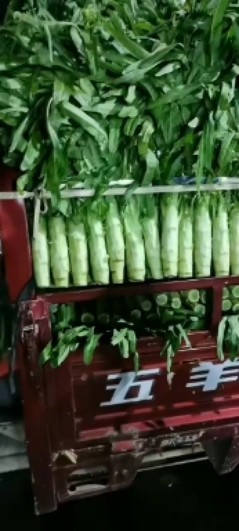 【产地直发】三青皮红叶莴笋精品红尖叶莴量大质量好