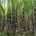 甘蔗自产自销，又脆又甜，欢迎来品尝！