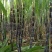 甘蔗自产自销，又脆又甜，欢迎来品尝！