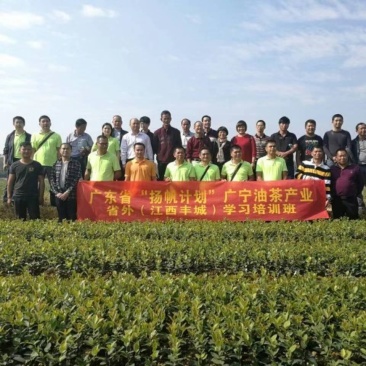 油茶苗高产嫁接油茶苗长林系列油茶苗杯苗实生苗
