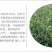 油茶苗高产嫁接油茶苗长林系列油茶苗杯苗实生苗