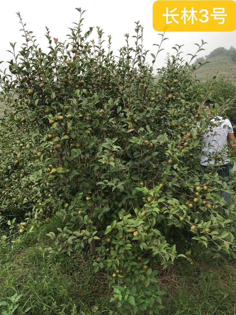 油茶苗高产嫁接油茶苗长林系列油茶苗杯苗实生苗