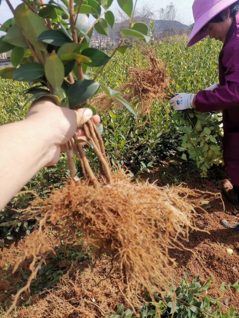 油茶苗高产嫁接油茶苗长林系列油茶苗杯苗实生苗