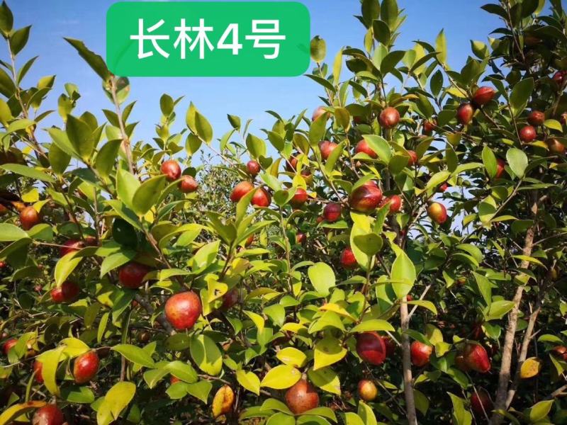 油茶苗高产嫁接油茶苗长林系列油茶苗杯苗实生苗