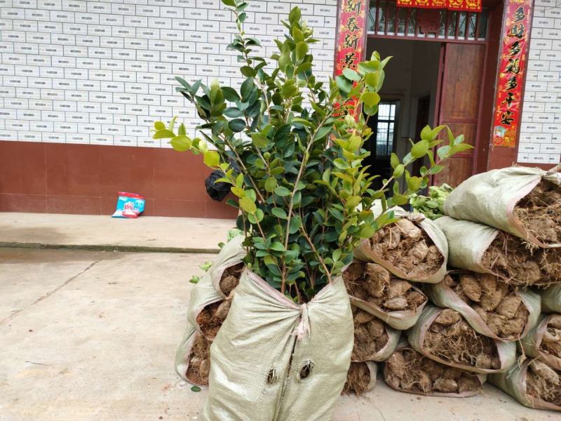 油茶苗高产嫁接油茶苗长林系列油茶苗杯苗实生苗