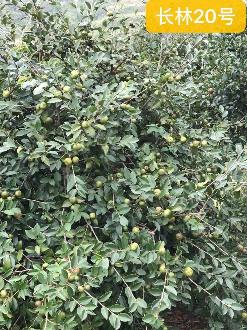 油茶苗高产嫁接油茶苗长林系列油茶苗杯苗实生苗
