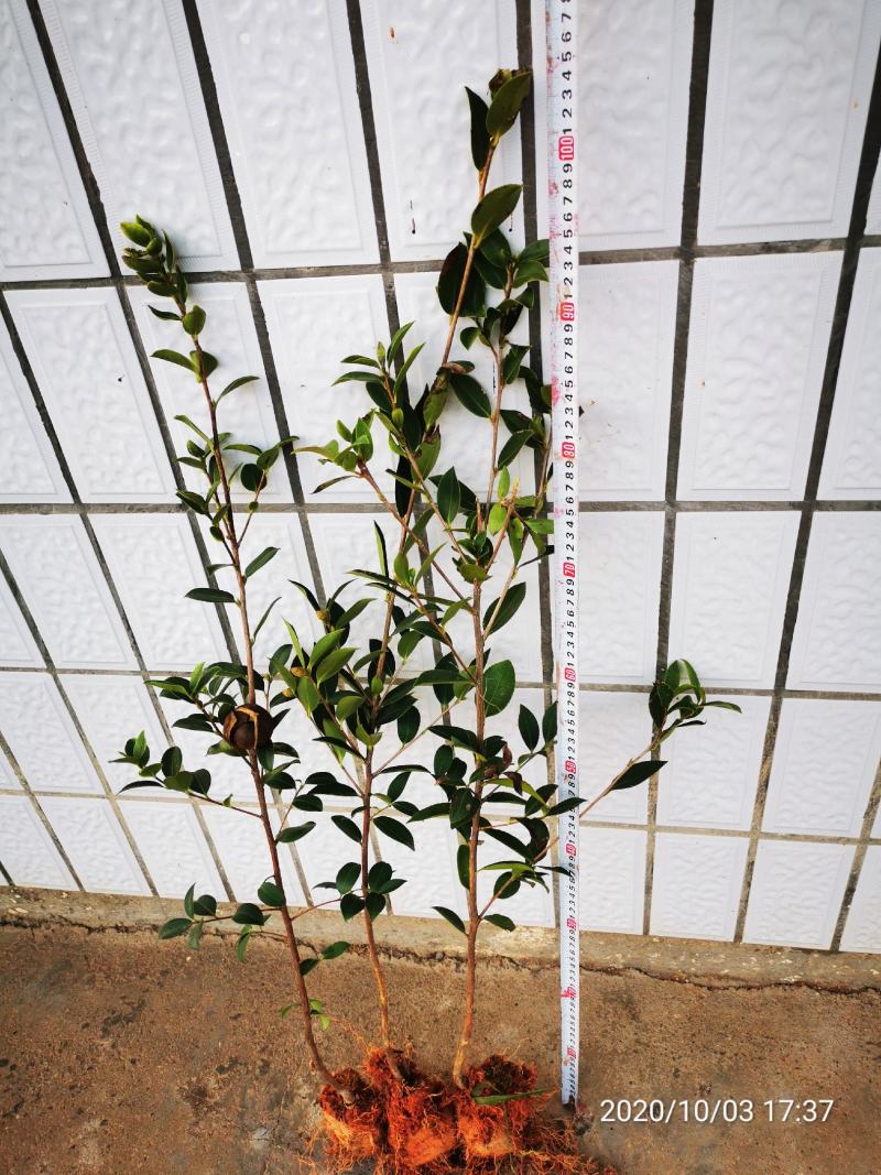 油茶苗高产嫁接油茶苗长林系列油茶苗杯苗实生苗