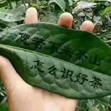 古树茶、大树茶、野生红茶