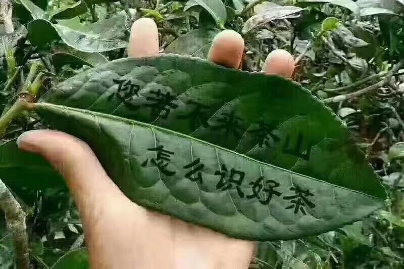 古树茶、大树茶、野生红茶