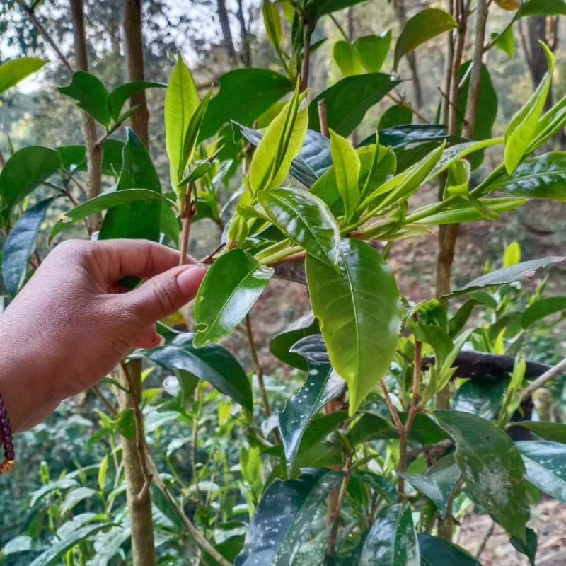 古树茶、大树茶、野生红茶