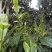 古树茶、大树茶、野生红茶