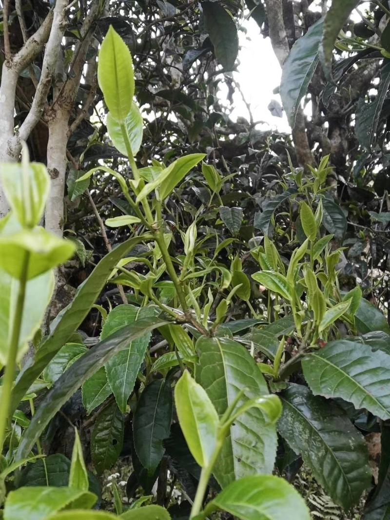 古树茶、大树茶、野生红茶
