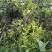 古树茶、大树茶、野生红茶
