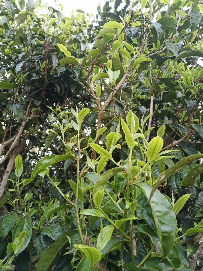 古树茶、大树茶、野生红茶
