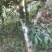 古树茶、大树茶、野生红茶