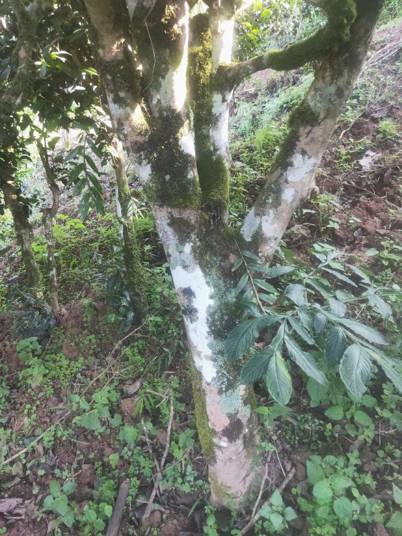 古树茶、大树茶、野生红茶