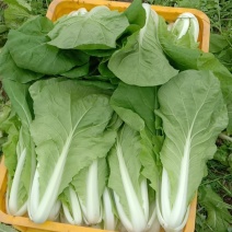 精品小白菜好吃不贵。