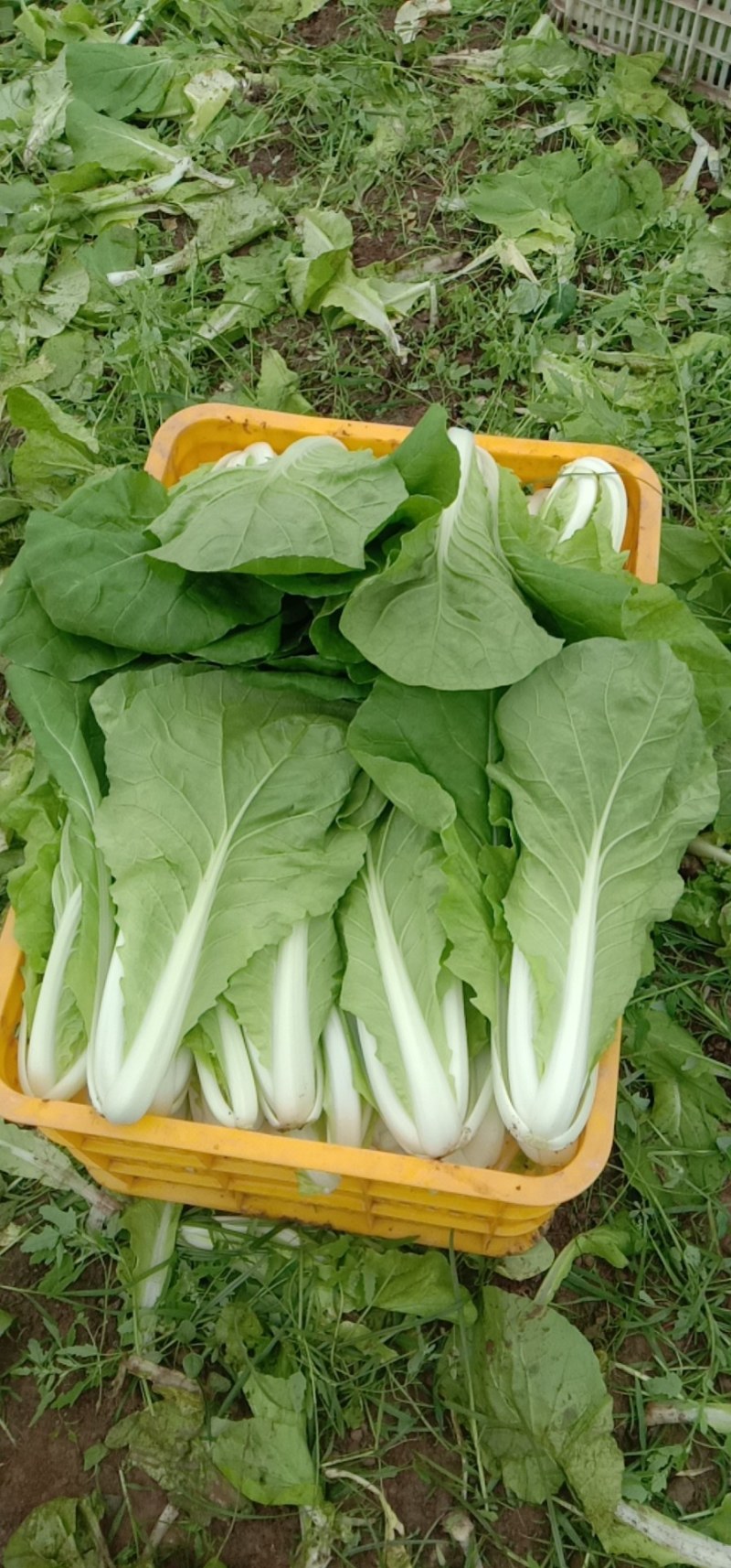 精品小白菜好吃不贵。