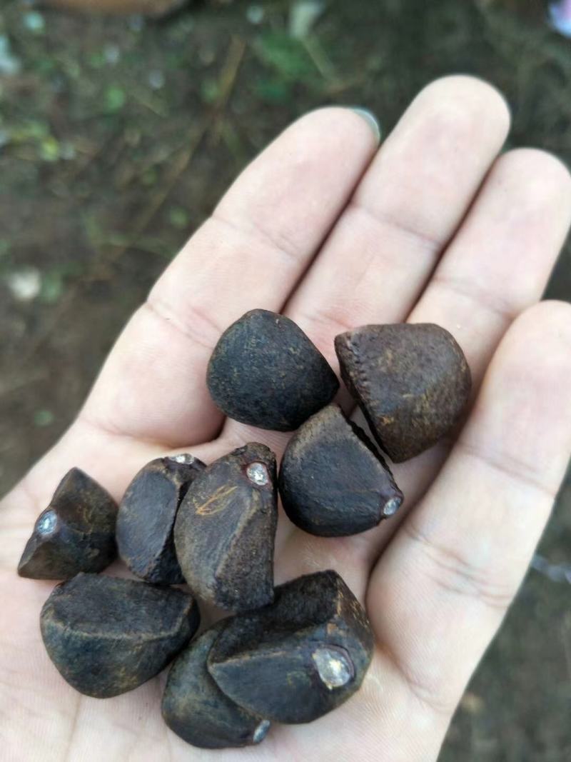 油茶苗高产嫁接油茶苗白花红花油茶苗茶苗杯苗实生苗嫁接油