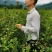 油茶苗高产嫁接油茶苗白花红花油茶苗茶苗杯苗实生苗嫁接油