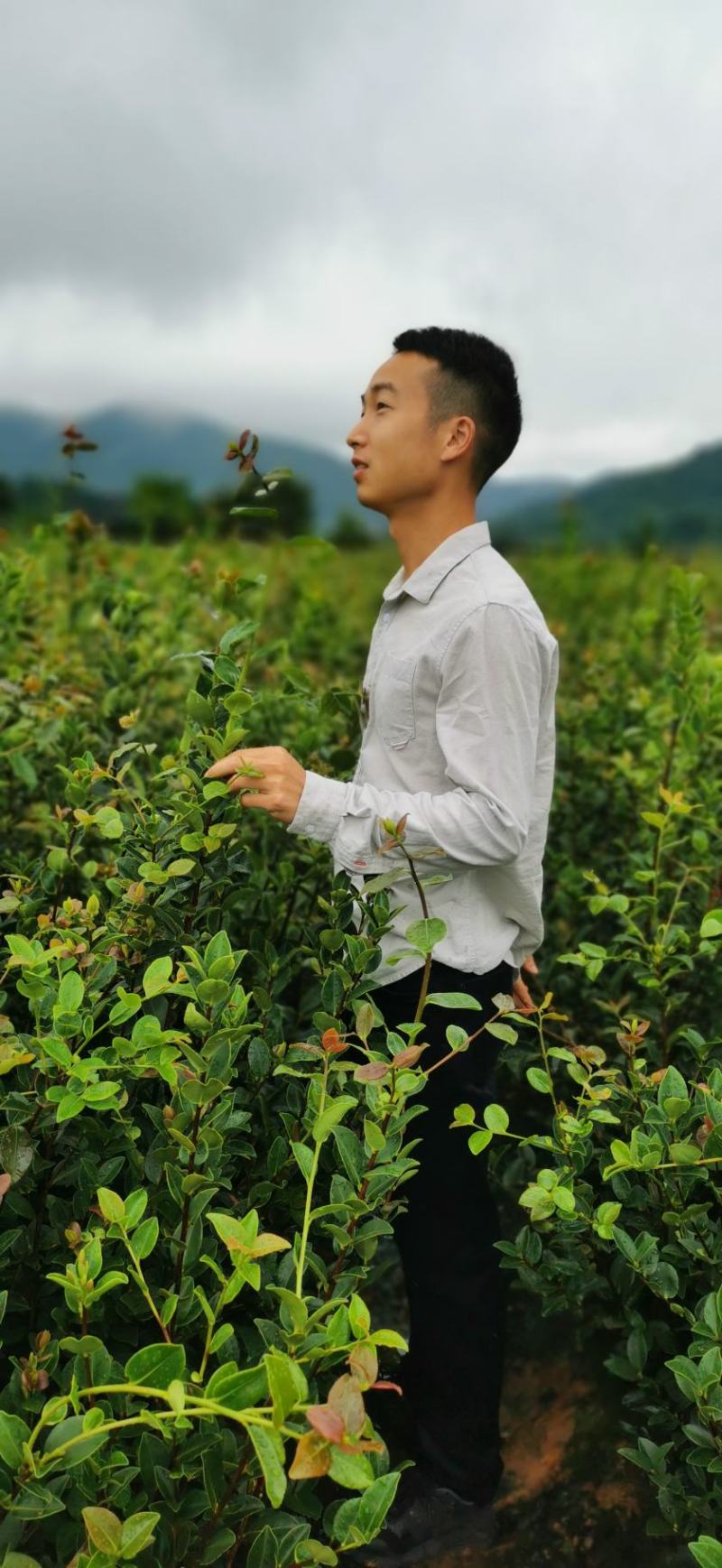 油茶苗高产嫁接油茶苗白花红花油茶苗茶苗杯苗实生苗嫁接油
