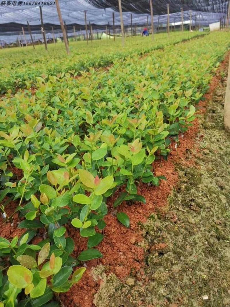 油茶苗高产嫁接油茶苗白花红花油茶苗茶苗杯苗实生苗嫁接油
