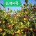 油茶苗高产嫁接油茶苗白花红花油茶苗茶苗杯苗实生苗嫁接油