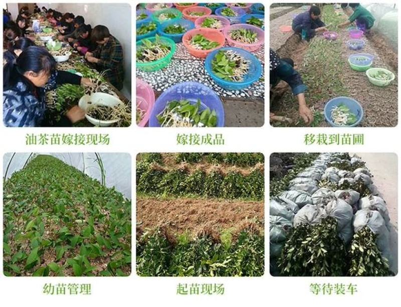 油茶苗高产嫁接油茶苗白花红花油茶苗茶苗杯苗实生苗嫁接油