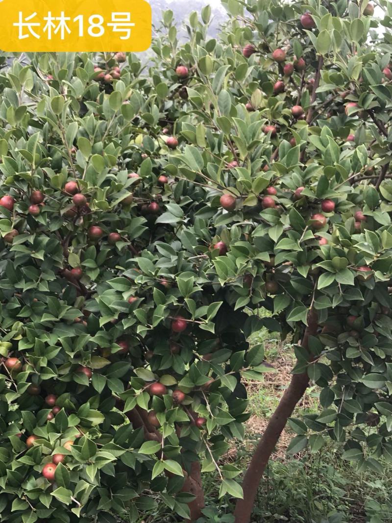 油茶苗高产嫁接油茶苗白花红花油茶苗茶苗杯苗实生苗嫁接油