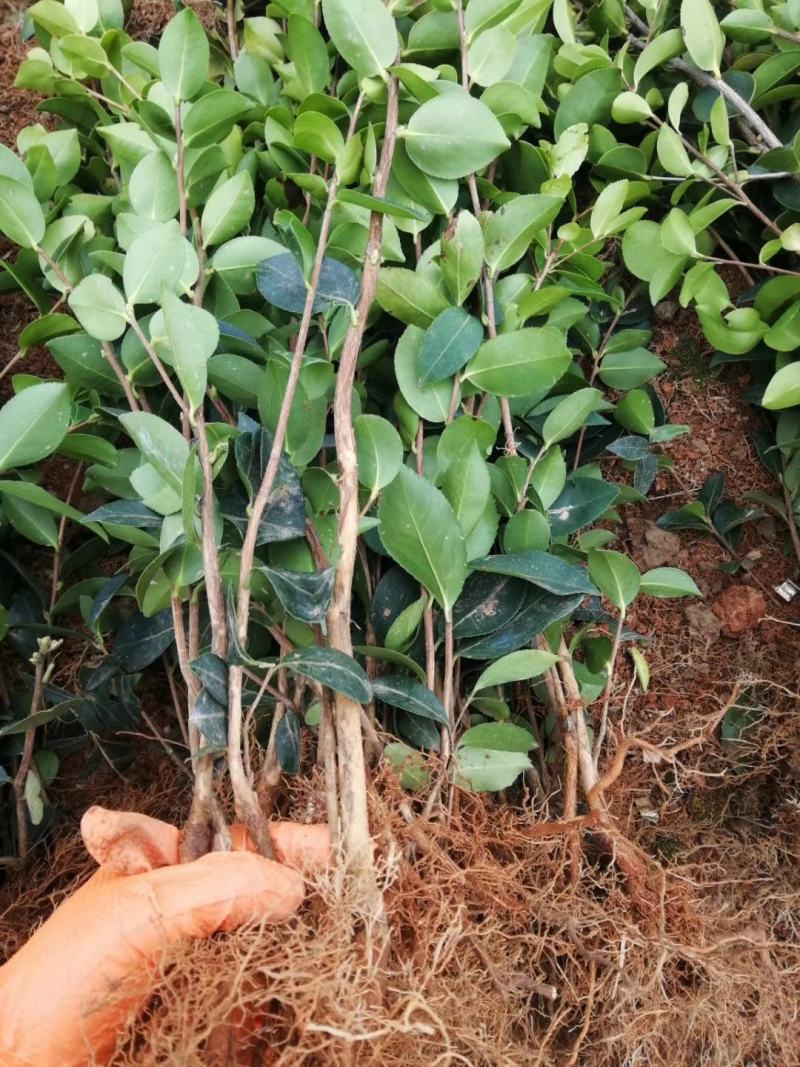 油茶苗高产嫁接油茶苗白花红花油茶苗茶苗杯苗实生苗嫁接油