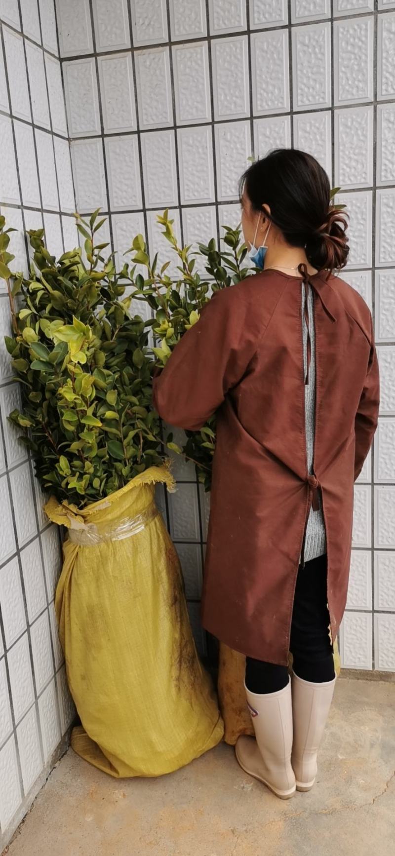 油茶苗高产嫁接油茶苗白花红花油茶苗茶苗杯苗实生苗嫁接油