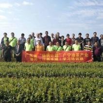 油茶苗高产嫁接油茶苗白花红花油茶苗茶苗杯苗实生苗嫁接油