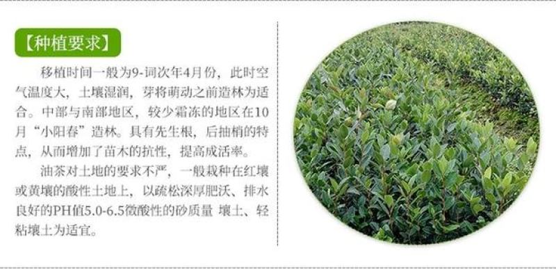 油茶苗高产嫁接油茶苗白花红花油茶苗茶苗杯苗实生苗嫁接油