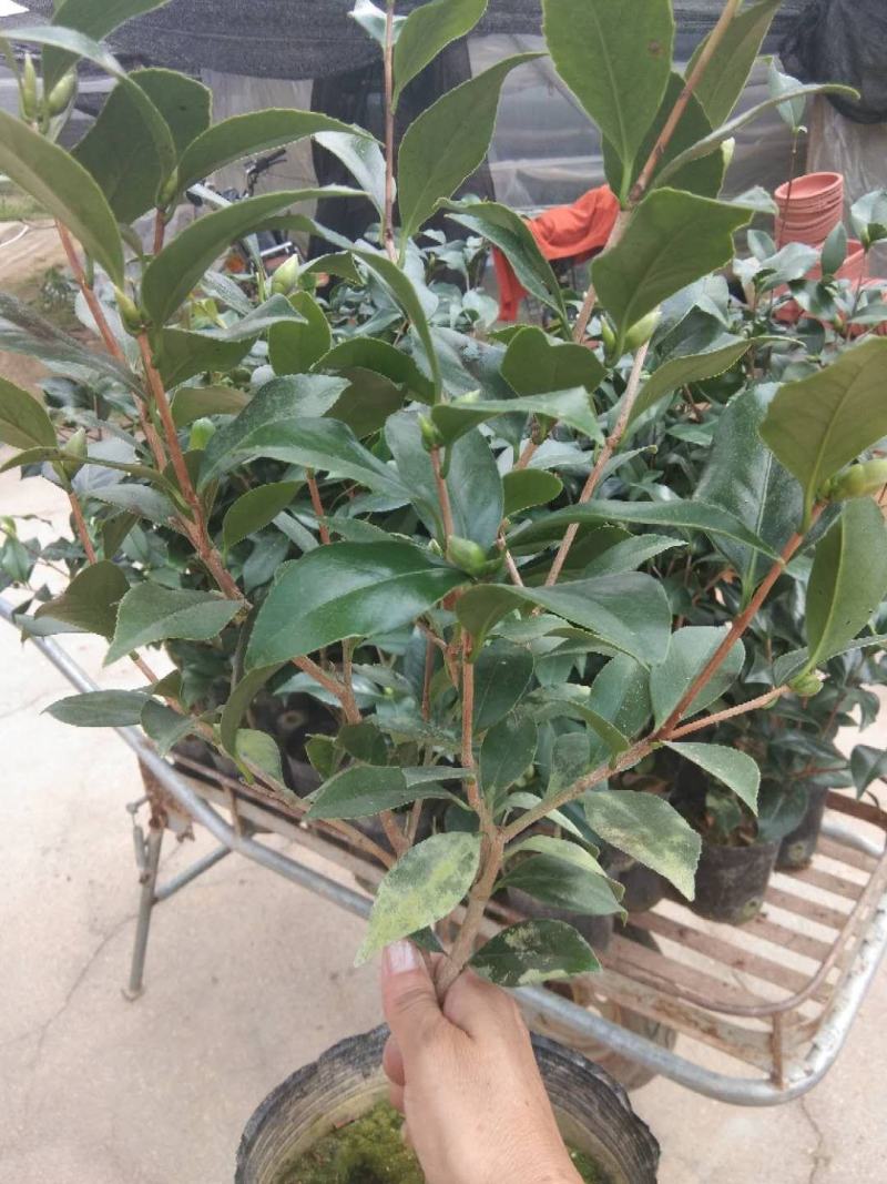 茶花盆栽18杯带花苞永福基地种植户直销一手货源长期供应