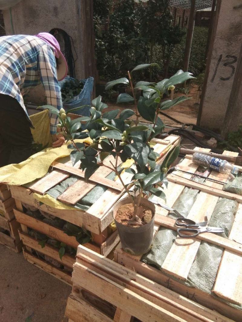 茶花盆栽18杯带花苞永福基地种植户直销一手货源长期供应