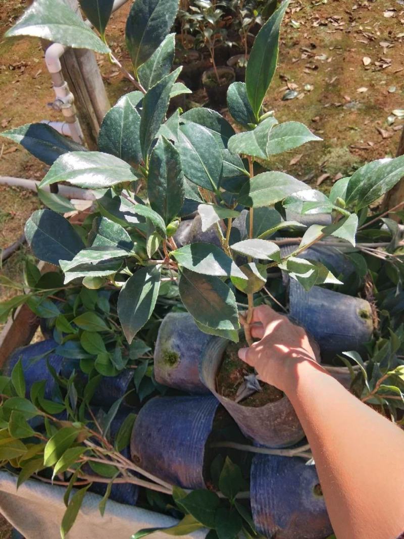 茶花盆栽18杯带花苞永福基地种植户直销一手货源长期供应