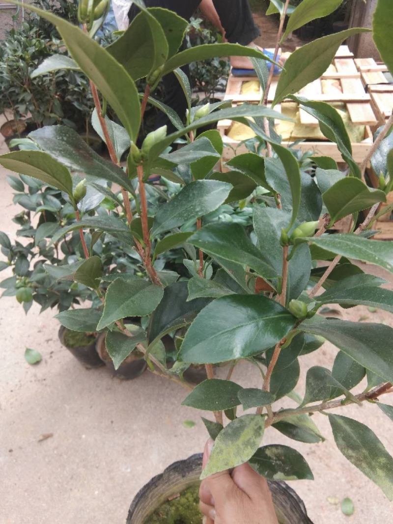茶花盆栽18杯带花苞永福基地种植户直销一手货源长期供应