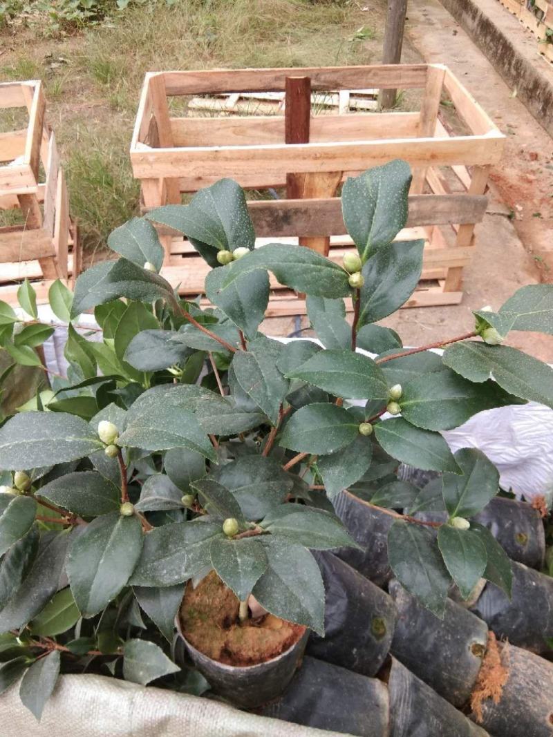 茶花盆栽18杯带花苞永福基地种植户直销一手货源长期供应
