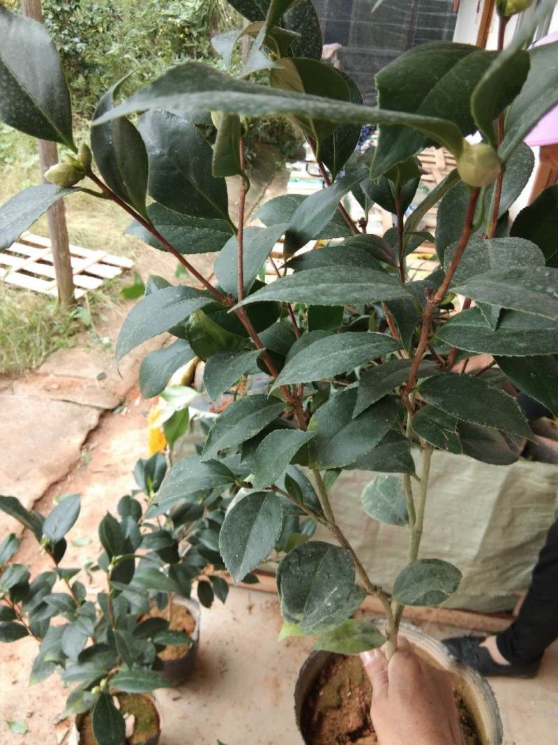 茶花盆栽18杯带花苞永福基地种植户直销一手货源长期供应
