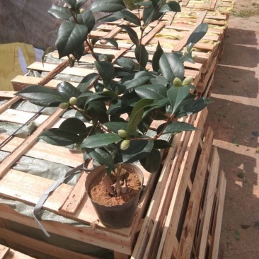 茶花盆栽18杯带花苞永福基地种植户直销一手货源长期供应