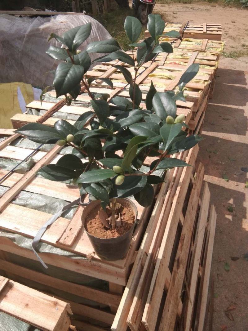 茶花盆栽18杯带花苞永福基地种植户直销一手货源长期供应