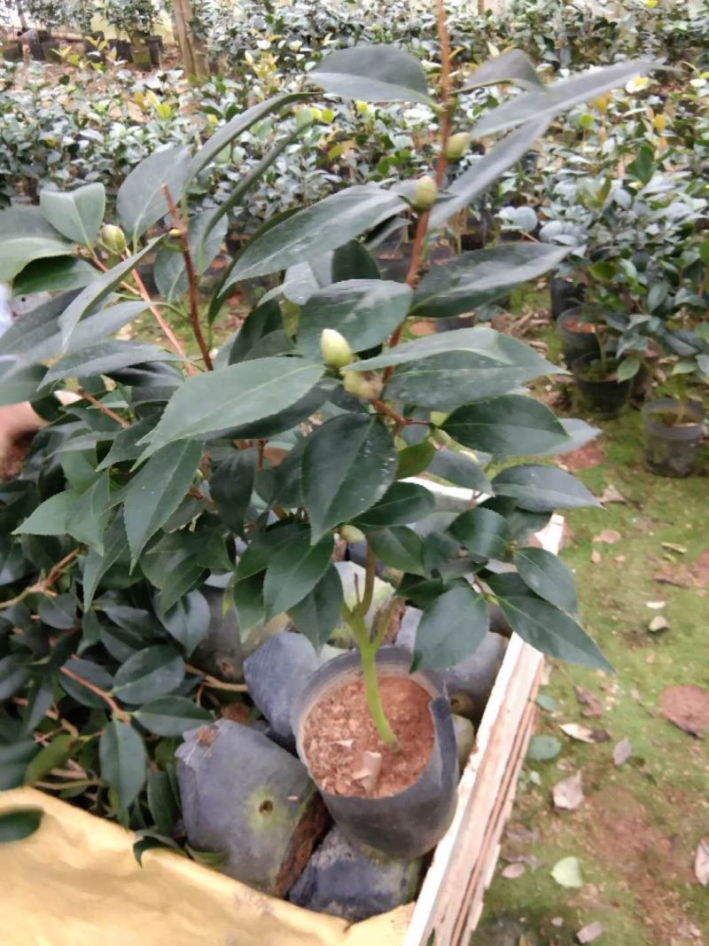 茶花盆栽18杯带花苞永福基地种植户直销一手货源长期供应